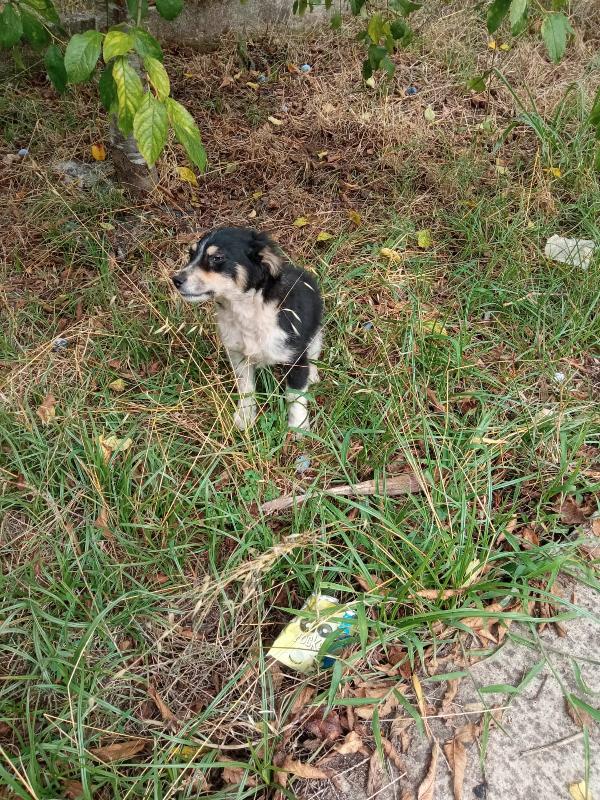 🐾💛“Pepsi, cucciolo dal cuore grande in cerca di una vita vera"💕🧑🏻‍🧑🏻‍🧒🏻 Foto 4